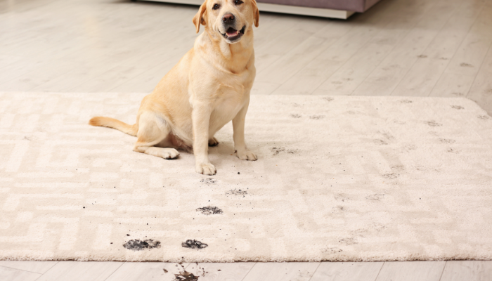 How to Remove Pet Odor and Pet Stains from Carpet